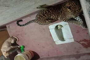 Леопард и&nbsp;собака вместе коротали день, будучи запертыми в сортире