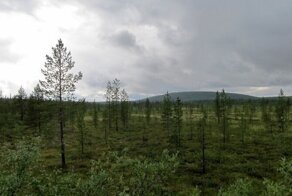 «Деревья пошли на север»: тайга в России вытесняет тундру из-за потепления