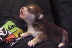 Щенок спел с хозяином и покорил сеть + пятничная подборка поющих и моросящих малышей семейства псовых