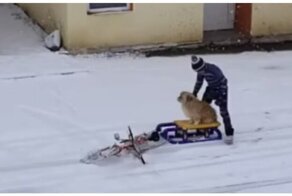 Человек собаке друг — это знают все вокруг!