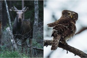 Лесные обитатели на снимках Олле Нилссона