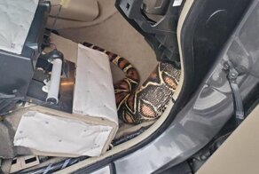 В США из приборной панели авто достали удава