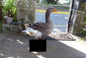 Хиповый гусь (4 фото)