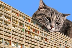 Мастер фотошопа показал, каким станет мир, если его захватят коты