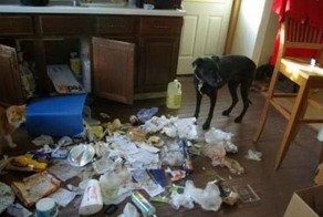 Ох уж эти домашние питомцы (23 фото)