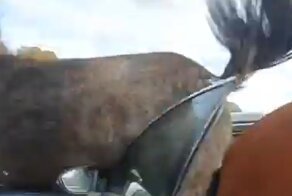 Голодный пони обиделся и разнёс автомобиль