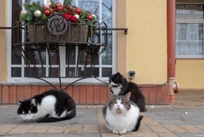 Власть котиков! Или новый бренд Зеленоградска