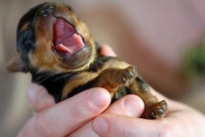 Классные малыши разных животных (24 Фото)