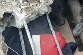 В Приморье уличный пес заставил рабочих вскрыть теплотрассу
