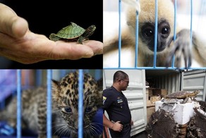 Экзотические животные, изъятые при попытке контрабанды (10 фото + текст)