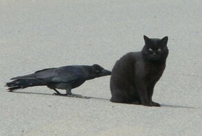 Вороны троллят разных животных, дергая их за хвосты