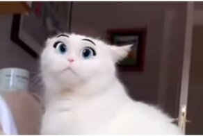 Фильтр в Snapchat превратил кошку в милого персонажа мультфильмов Disney