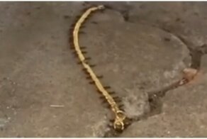 Хозяйственные муравьи утащили золотой браслет женщины