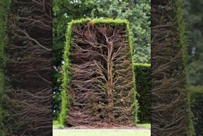 Кусты: главный инструмент в арсенале ландшафтного дизайнера