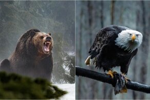 Дикие животные и птицы на фотографиях Максима Исраэля Кольера