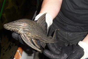 Королевский панак: Бобр от мира рыб. Бронированный сом, который скоблит и ест древесину