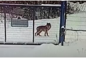 "Ну, погоди!" Заяц спасся от волка на территории аэропорта