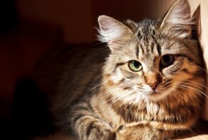 Англичанка променяла госслужбу на служение котикам