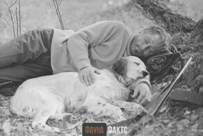 "Белый Бим Чёрное Ухо": советский фильм, который переплюнул "Хатико"