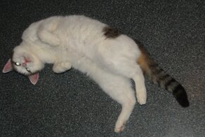 Берта - котёнок, выброшенный из окна