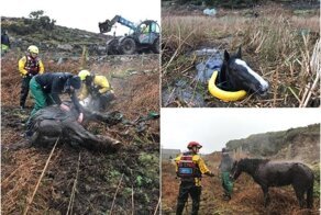 Непростая это работа — вытащить лошадь из болота