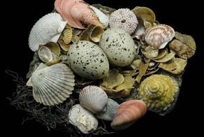 Фотографии гнезд (25 фото)