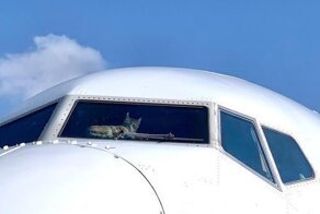Кота на две недели забыли в пустом самолете