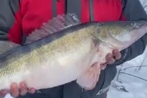 Такие рыбы должны жить: рыбаки отпустили пойманного судака