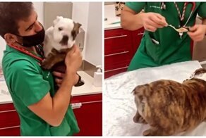 Хороший ветеринар найдет подход даже к самому капризному пациенту