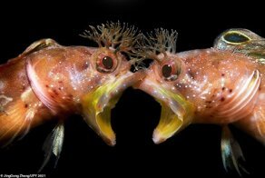 Под водой: крутейшие фото с конкурса Underwater Photographer of the Year 2021