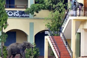 Буйные индийские слоны (7 фото + видео)