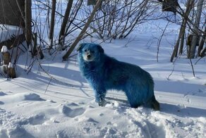 В Нижегородской области появились ярко-синие собаки