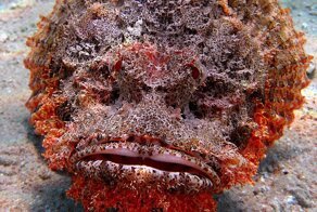 Рыба-камень: Кошмар геолога или курортная мина. Вроде обычный булыжник лежит и вот, — ты уже в больнице