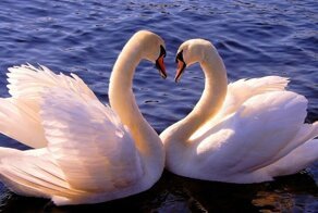 Любовь и лебеди! Удивительная история спасения и верности друг другу!