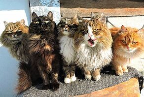 Сибирские кошки ждут весну в чудесных фотографиях фермера Аллы Лебедевой