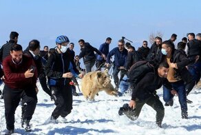 В Ираке медведи напали на людей