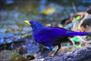 Лиловый дрозд: Синяя птица счастья действительно существует! Как живёт символ удачи и благополучия?