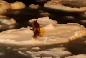 Лиса в Охотском море