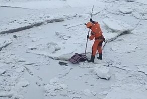 Птичку жалко: питерские спасатели вызволили дикую чайку из ледяного плена
