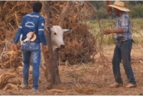 Бык атаковал своих спасителей
