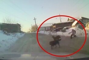 Житель Иркутска на авто протаранил стаю одичавших собак, набросившихся на девочку
