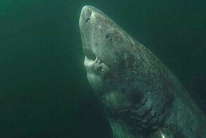 Гренландская акула: Она охотится с помощью рачков на своих глазах, а готова к размножению только в 150 лет