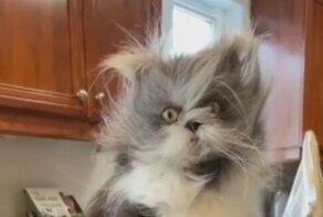 Если бы понедельник был котом