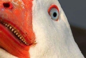 Зачем гусям зубы на клюве и языке? Или это не зубы? Так, давайте разбираться