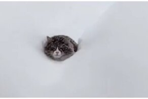Блудный кот возвращается домой