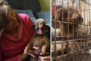 Собака всю жизнь просидела в подвале и теперь радуется жизни