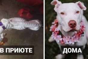 Бездомные собаки из приюта: снимки до и после обретения семьи