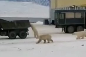 Белые медведи решили "угнать" КамАЗ в Якутии