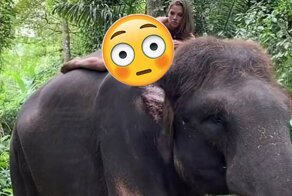 Алеся Кафельникова влезла голышом на редкого слона и разозлила соцсети