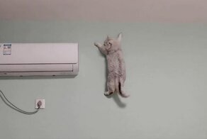 Кошка карабкается по стене, как профессиональный альпинист